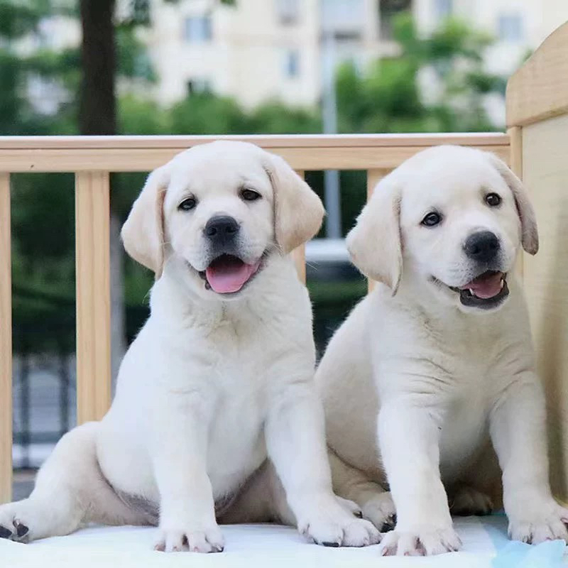 纯种拉布拉多幼犬活体大骨架神犬小七导盲寻回犬一物一拍