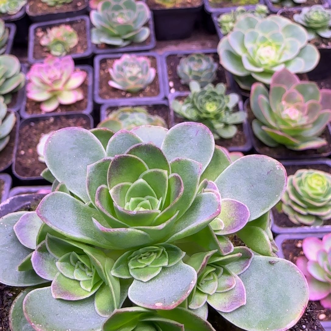 7.5厘米初晨玫瑰捧花13134343433