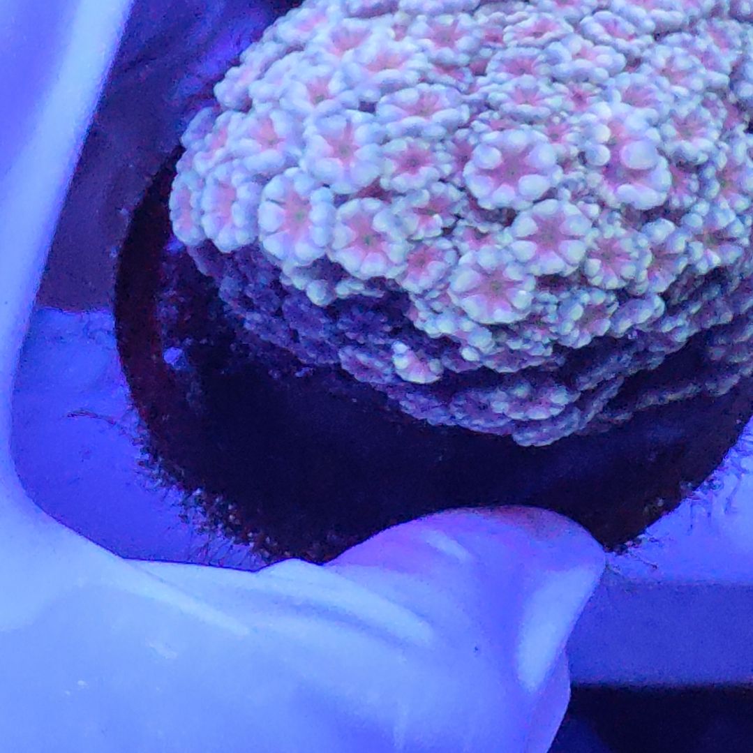 智海珊瑚不支持退货不包邮 接受下单