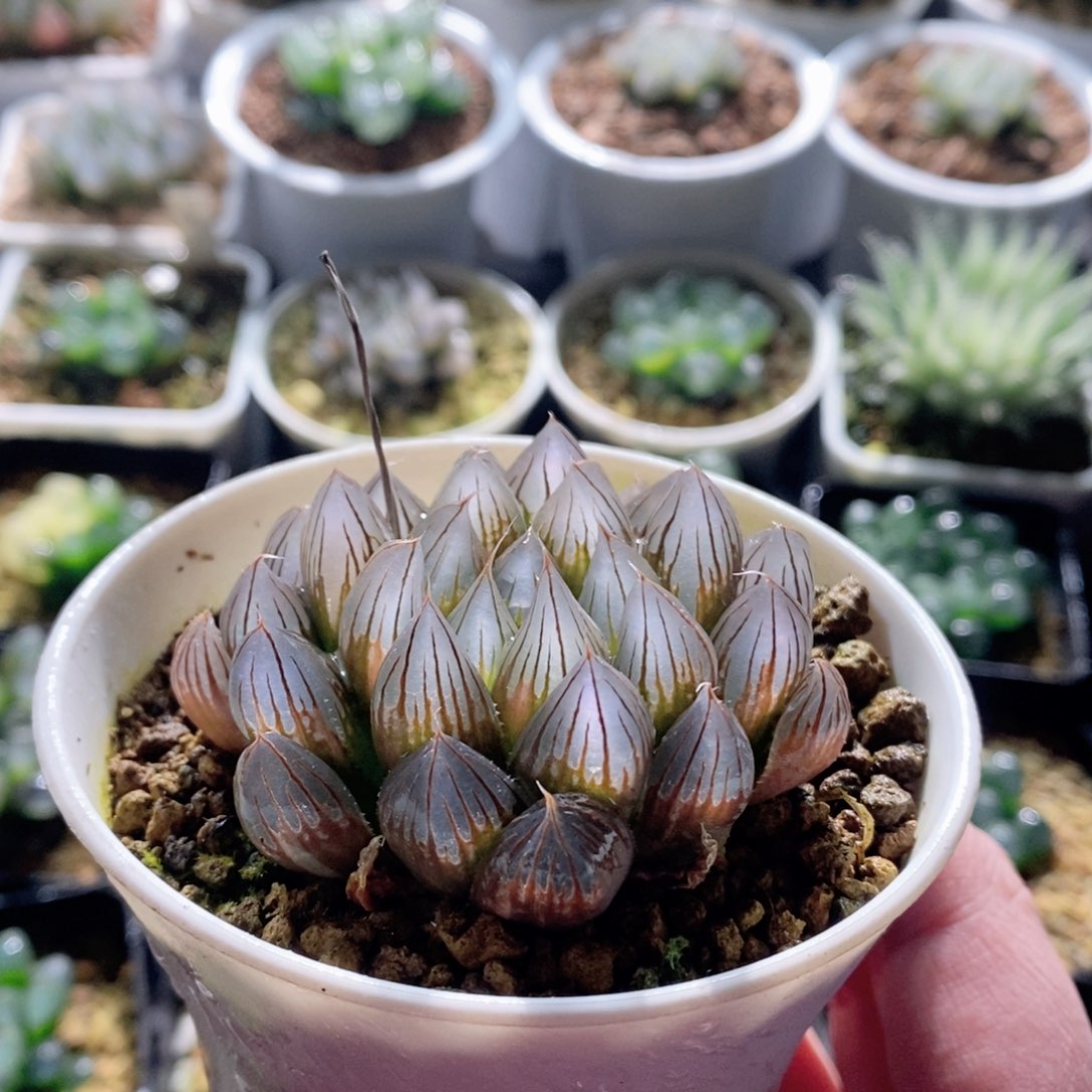 霓虹灯锦多肉植物