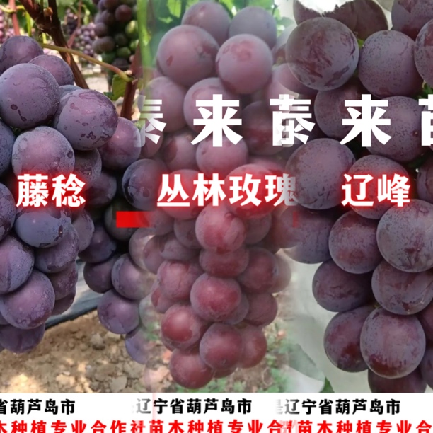 巨峰系大颗粒（藤稔、丛林玫瑰、辽峰）一年苗