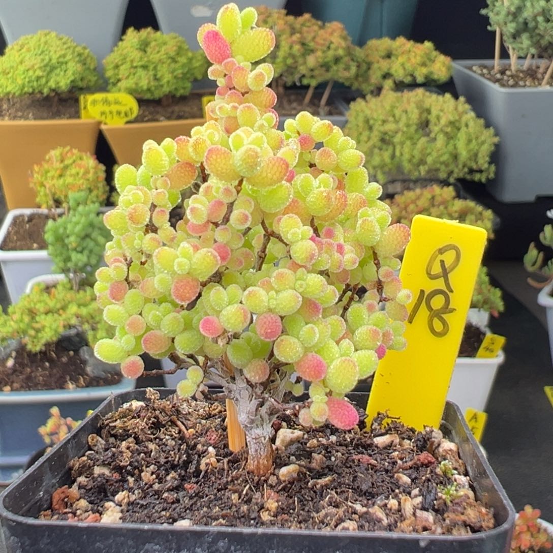 蜜橘带盆带土发货