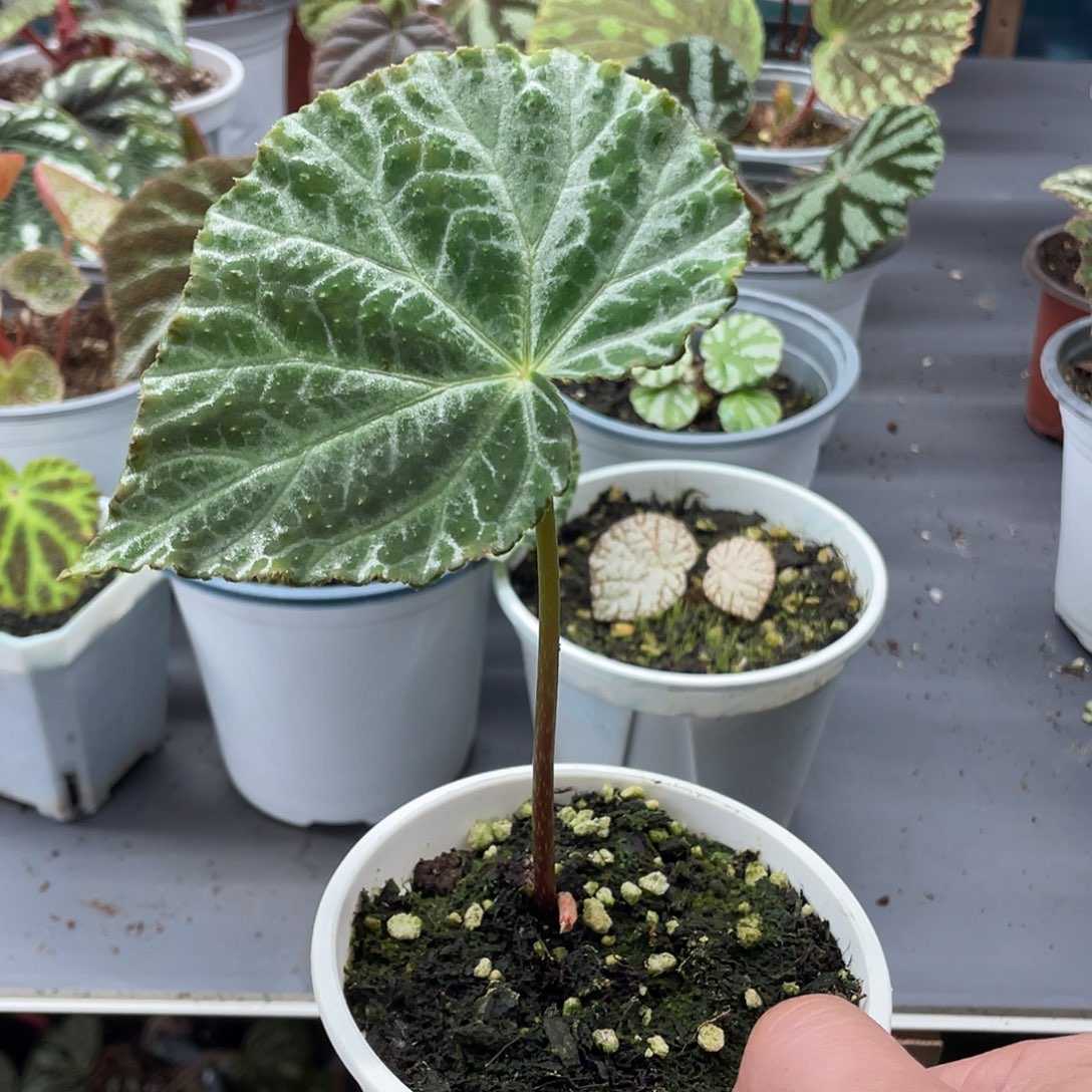 完全开放个体尚保罗