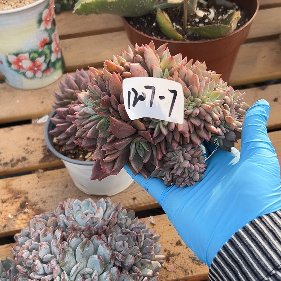 ^***^1207-7粉香槟缀多肉瑕疵