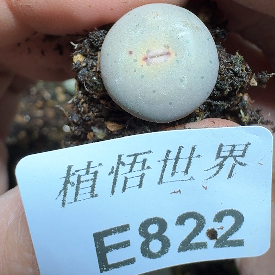 822家多肉植物哇c c