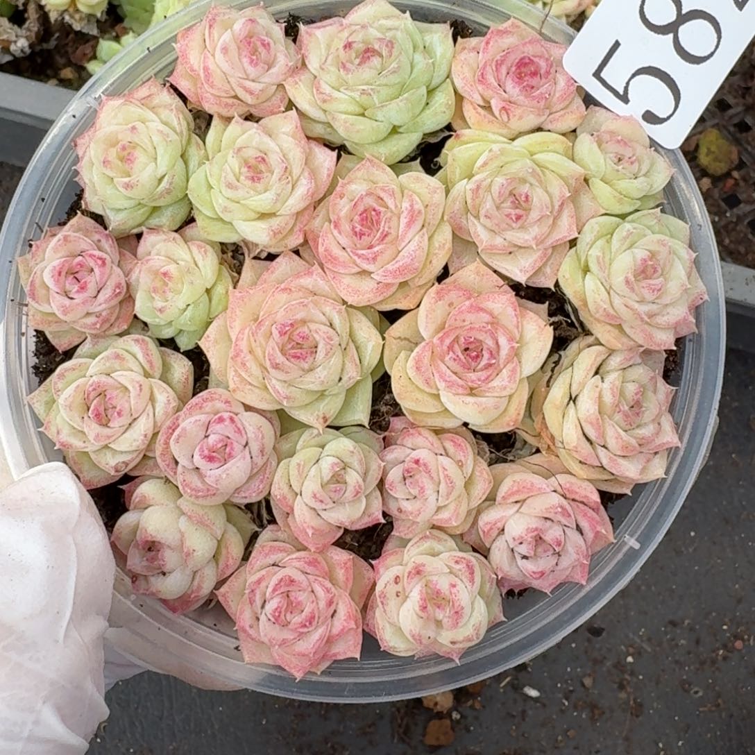 多肉植物多肉植物582