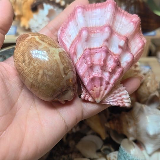 石材天然海螺贝壳