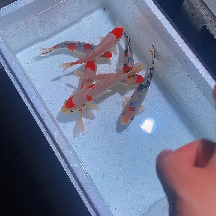 锦鲤锦鲤活鱼开箱包活