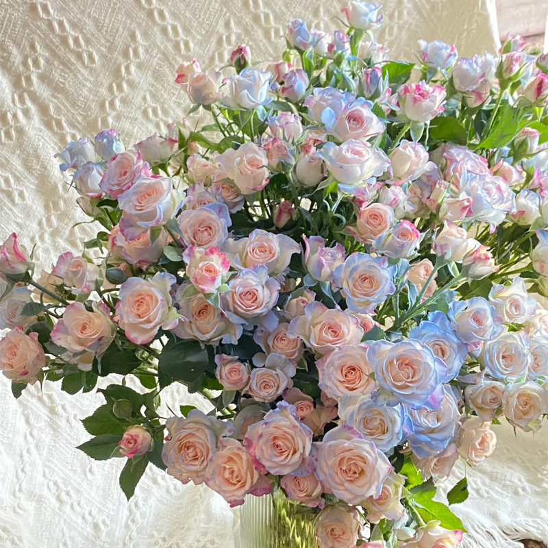【碎冰蓝多头玫瑰】多头小玫瑰鲜花客厅生日云南昆明直发切花同城