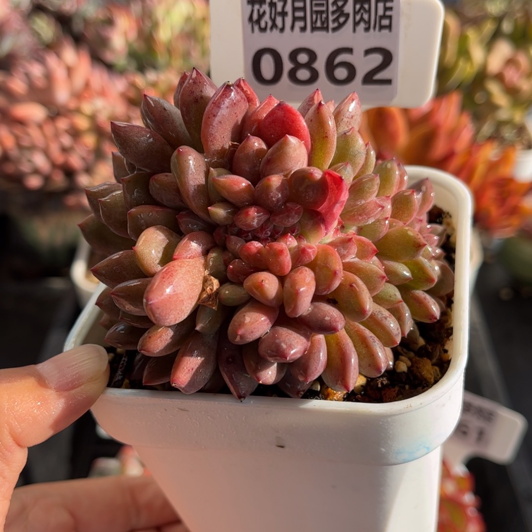 多肉植物0862 天冷必拍保温箱