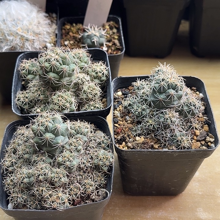 三颗枪骑士群3688556