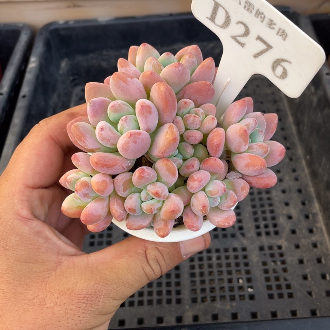 276洛神不带盆10厘米