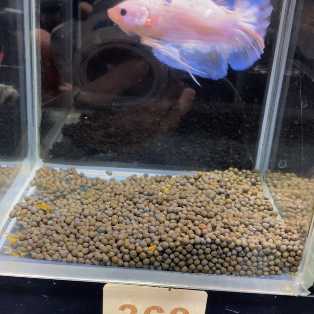 斗鱼360巨斗111111