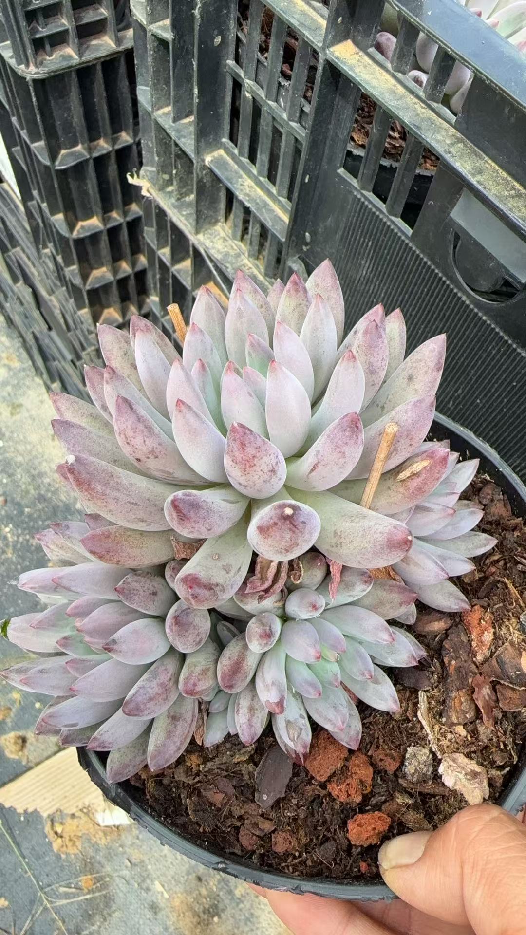 流沙体虞美人 多肉植物两单包邮