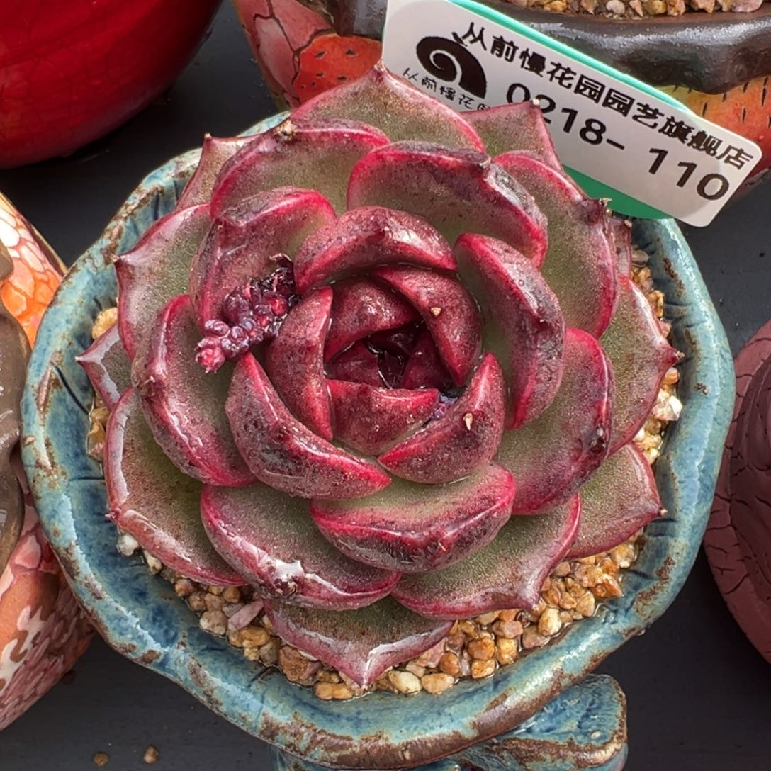 从前慢多肉精选编号0218.110