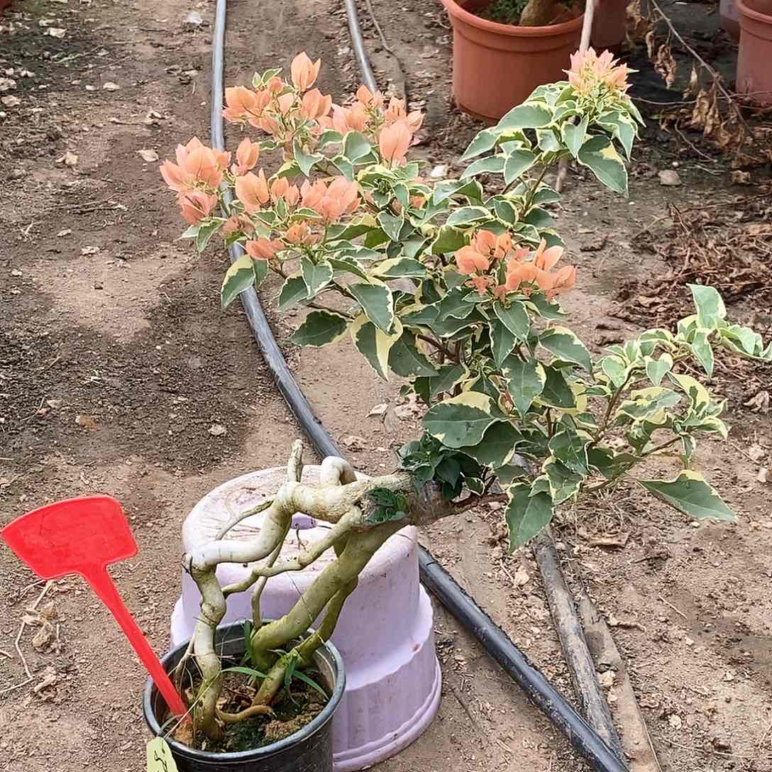 大部分开放少量花苞马斯1322