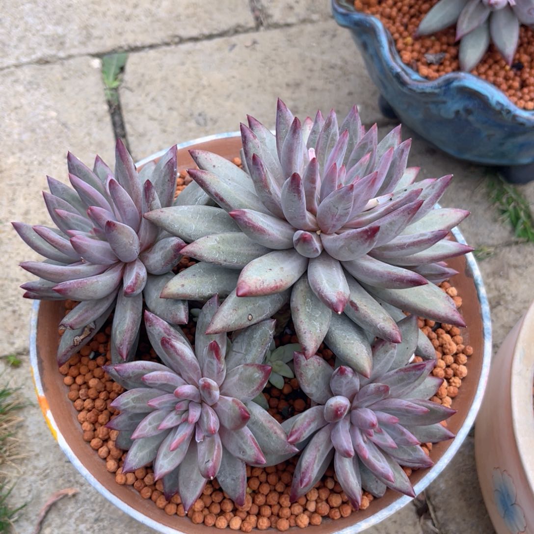 感*(虞美人多肉植物发货