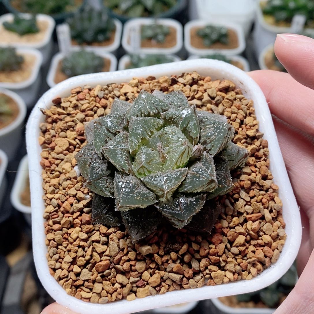 大窗魔刺寿玉露多肉