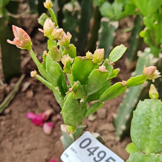 028红重瓣易掉苞芽脱土脱盆495