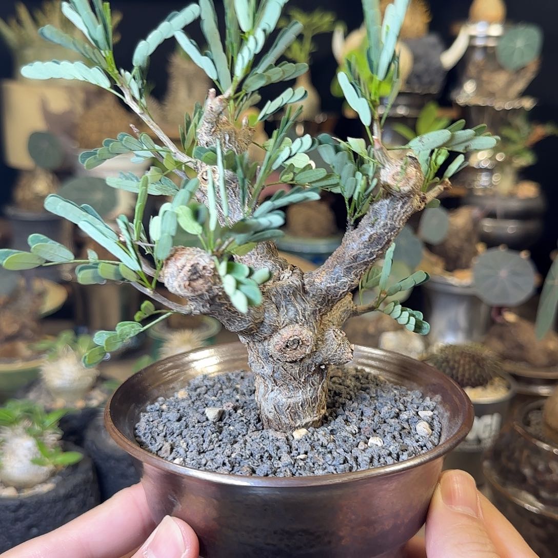 一物一拍沙漠苏木20