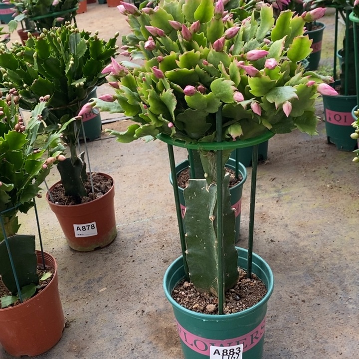 当前无花栽培后可以开花?****?883嫁接 073