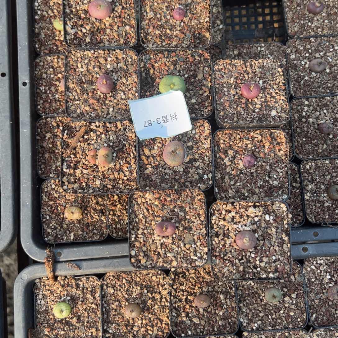 乔****3-87肉锥多肉植物，