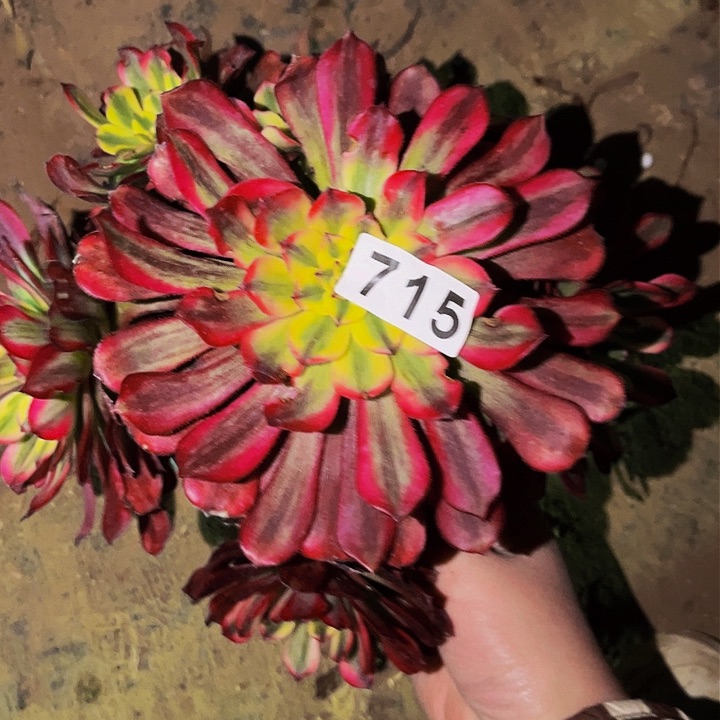 715维纳斯多肉植物处理不售后