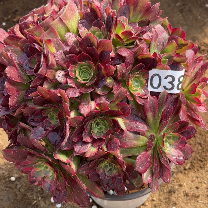 038多肉植物安娜