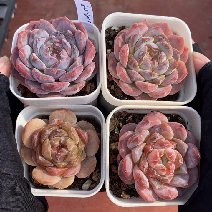 1209-509。多肉4个