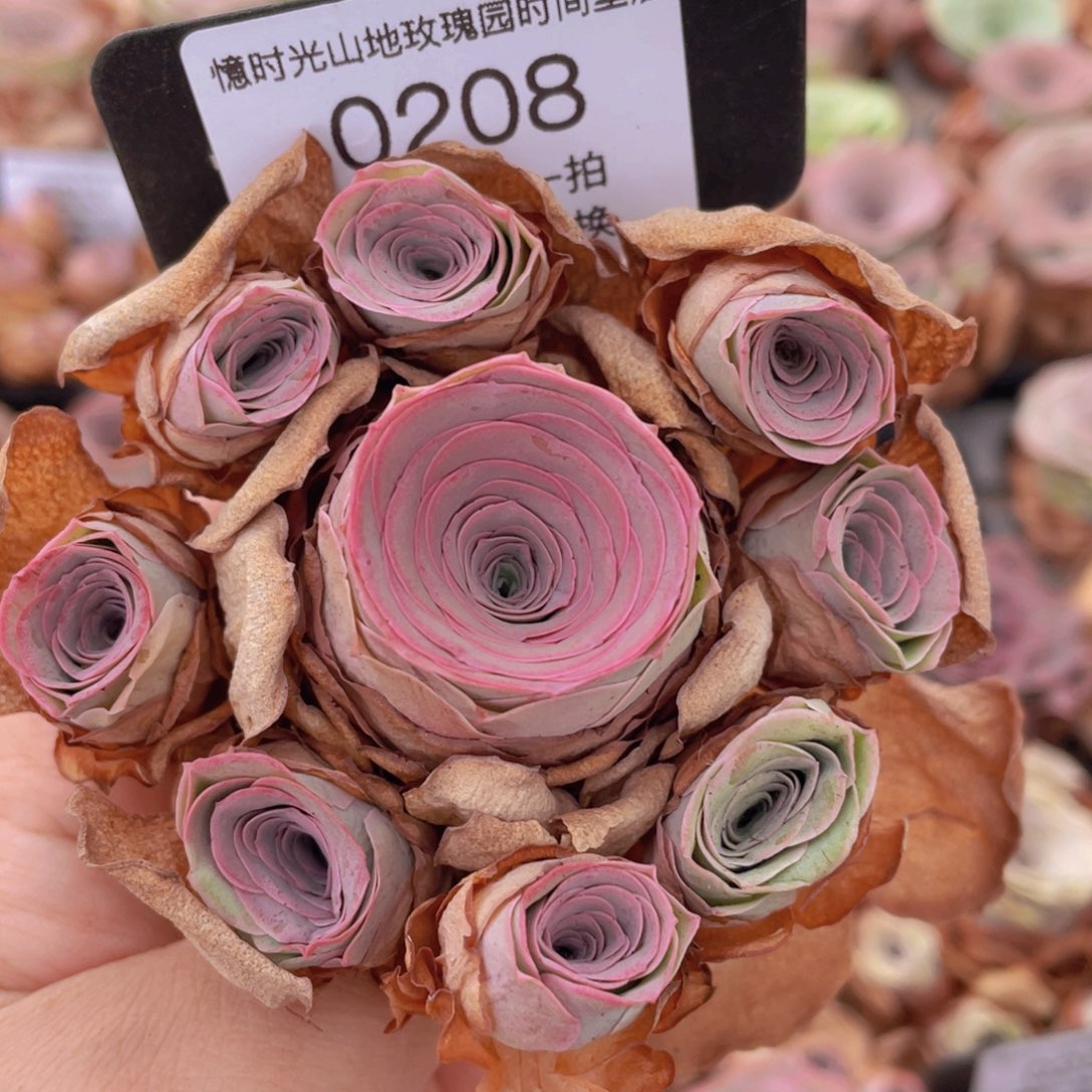 ᝰ****山地玫瑰0208加保温箱一个裸根发货断枝不包损不售后