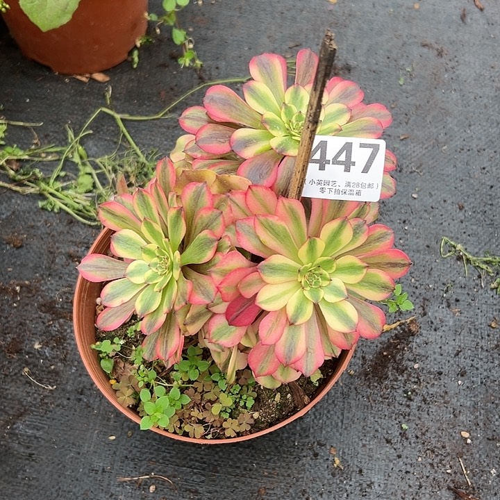 447多肉植物胭脂