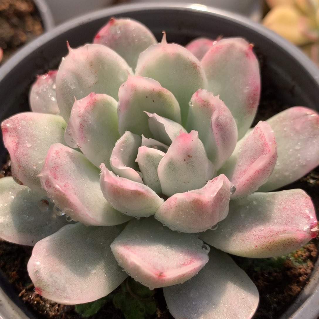 辛普森锦锦锦锦锦锦锦