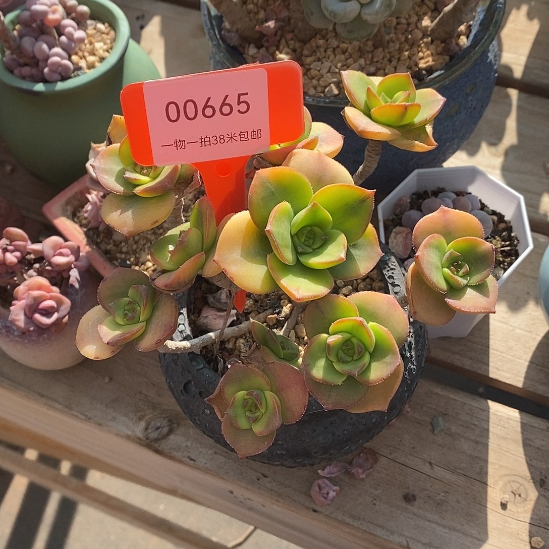 665投诉了分Tom我