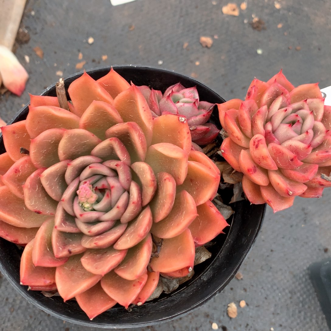 姐***肉2155杂交多肉植物