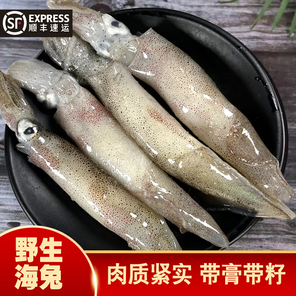 大连野生海兔笔管鱼籽乌灯光海捕小鱿鱼天然带籽带膏