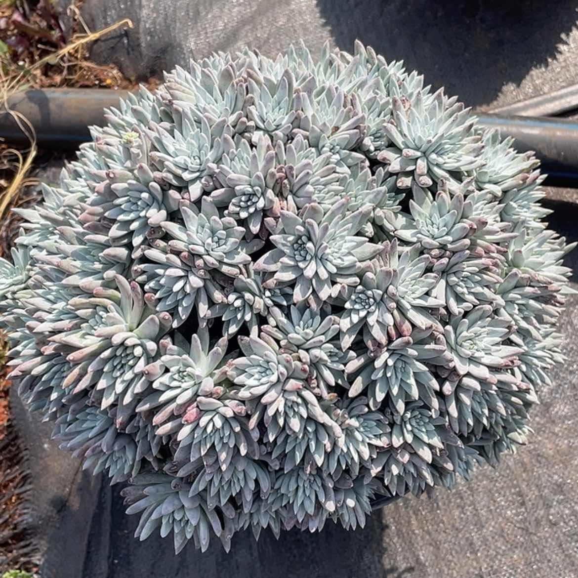 【闪购商品】130头左右大白菊老庄
