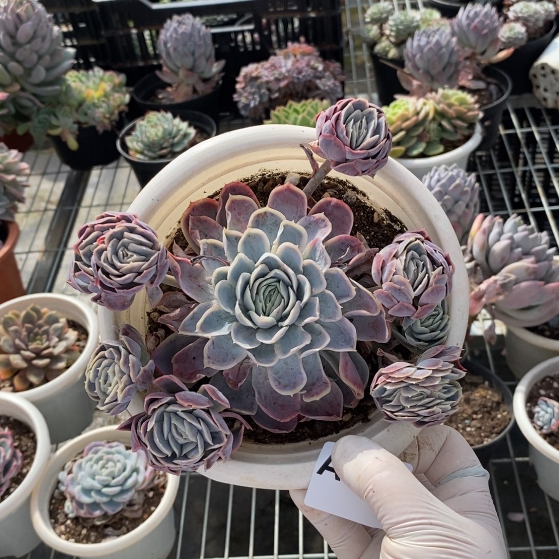 582西娜多头一物一拍