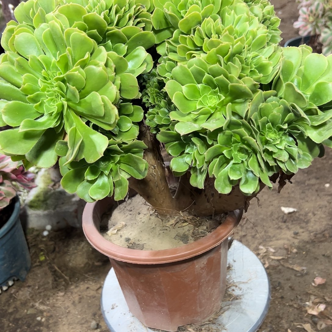 多322肉植物绿羊绒缀花