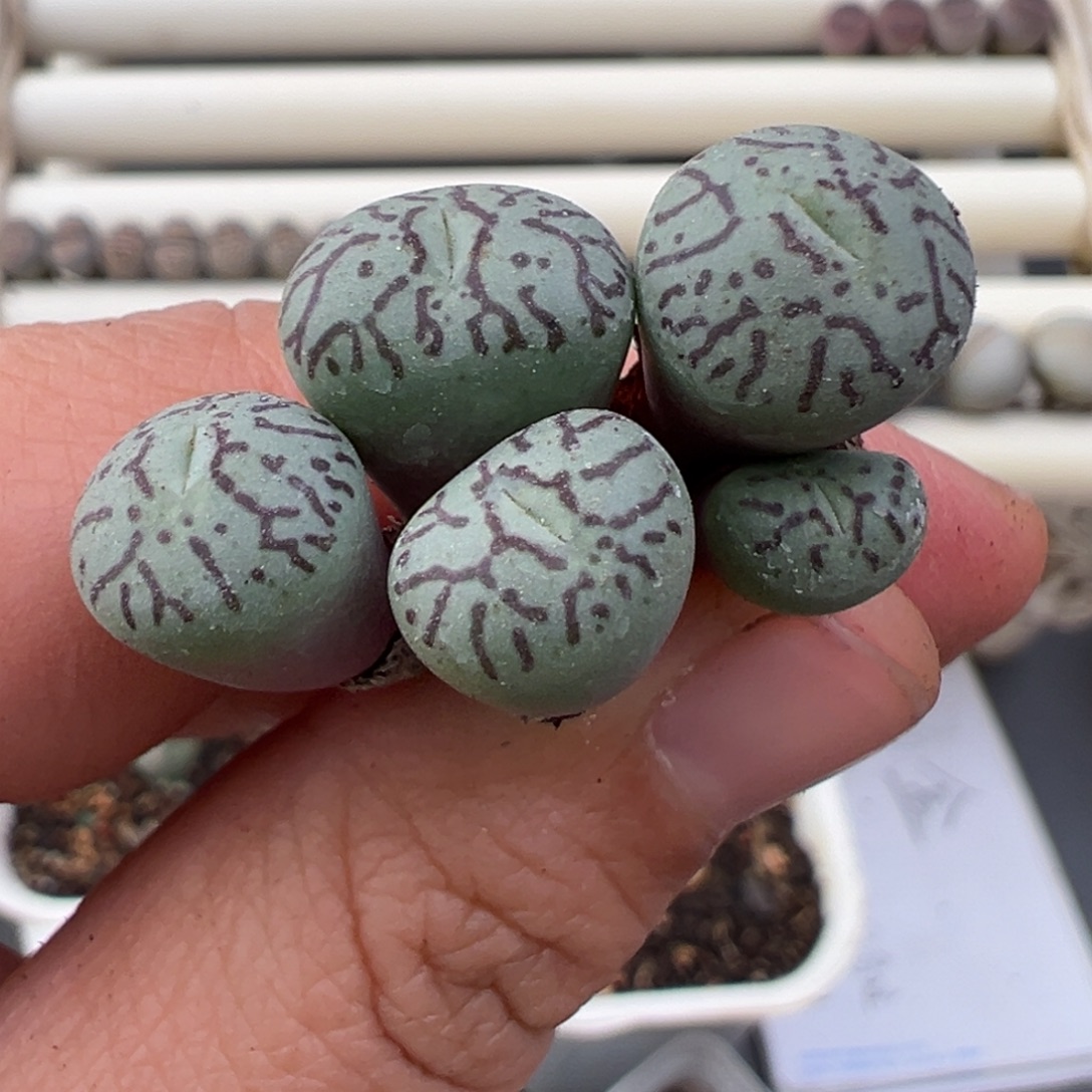 12.23好看的多肉脱土发货550