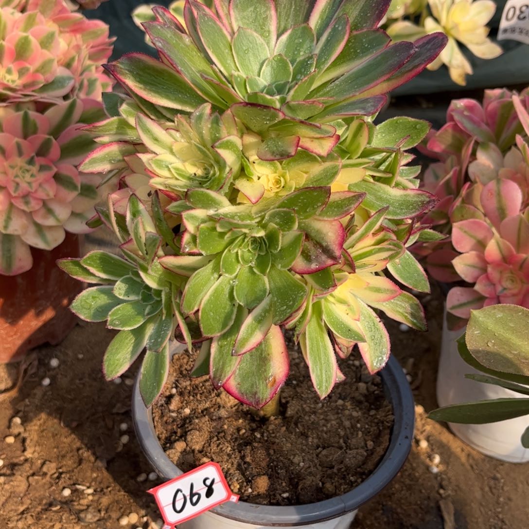 068多肉植物黑魔锦带嫁接木