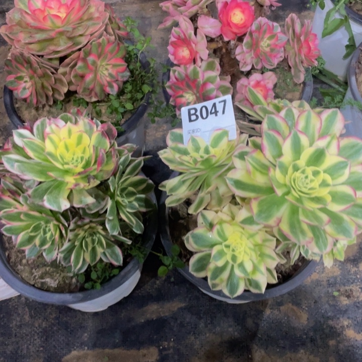 046四颗11111多肉