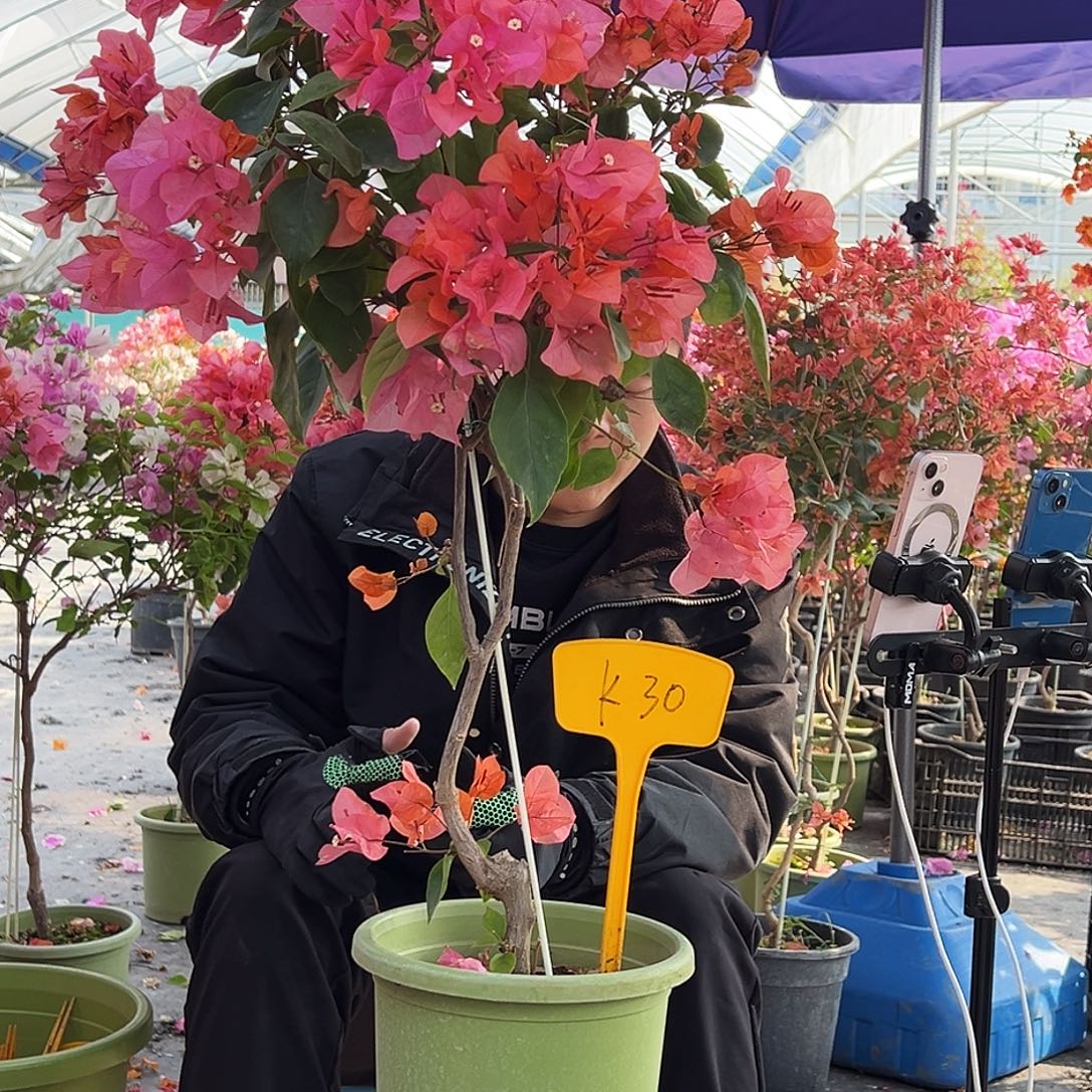 安***儿大部分花苞少量开放K30波妹