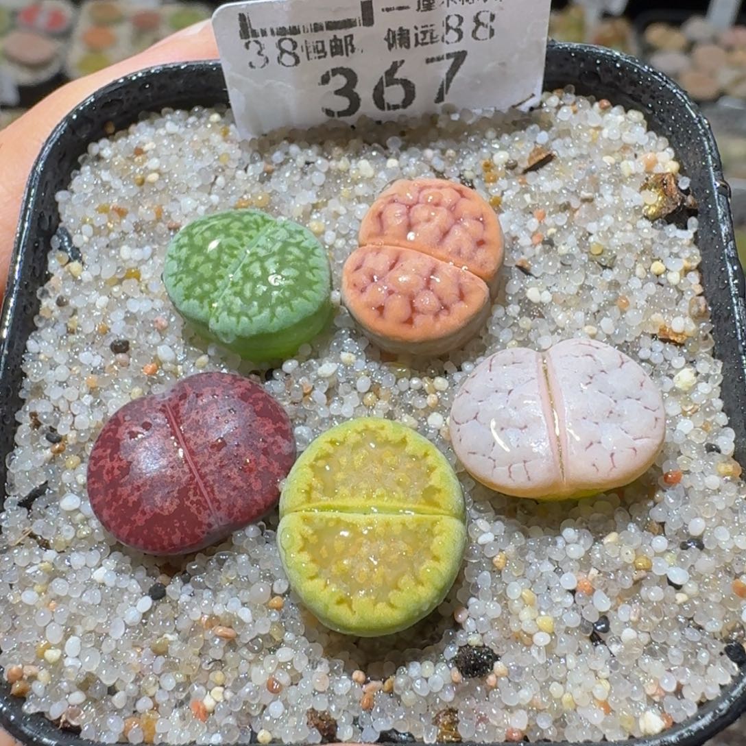 Sss精品便宜出了367