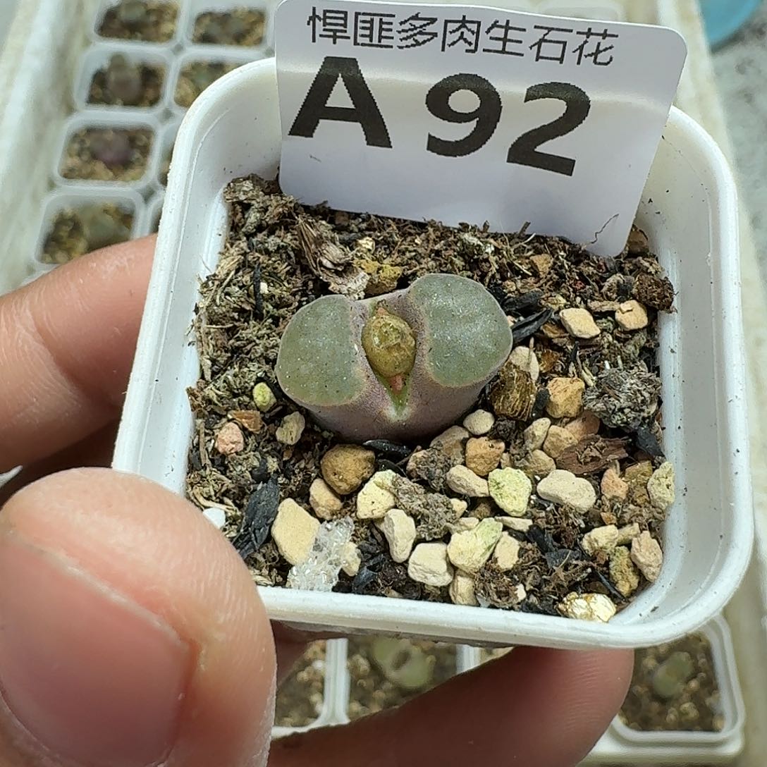 92多肉植物多肉植物