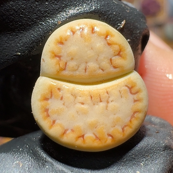 生石花11122。 福禄。   198