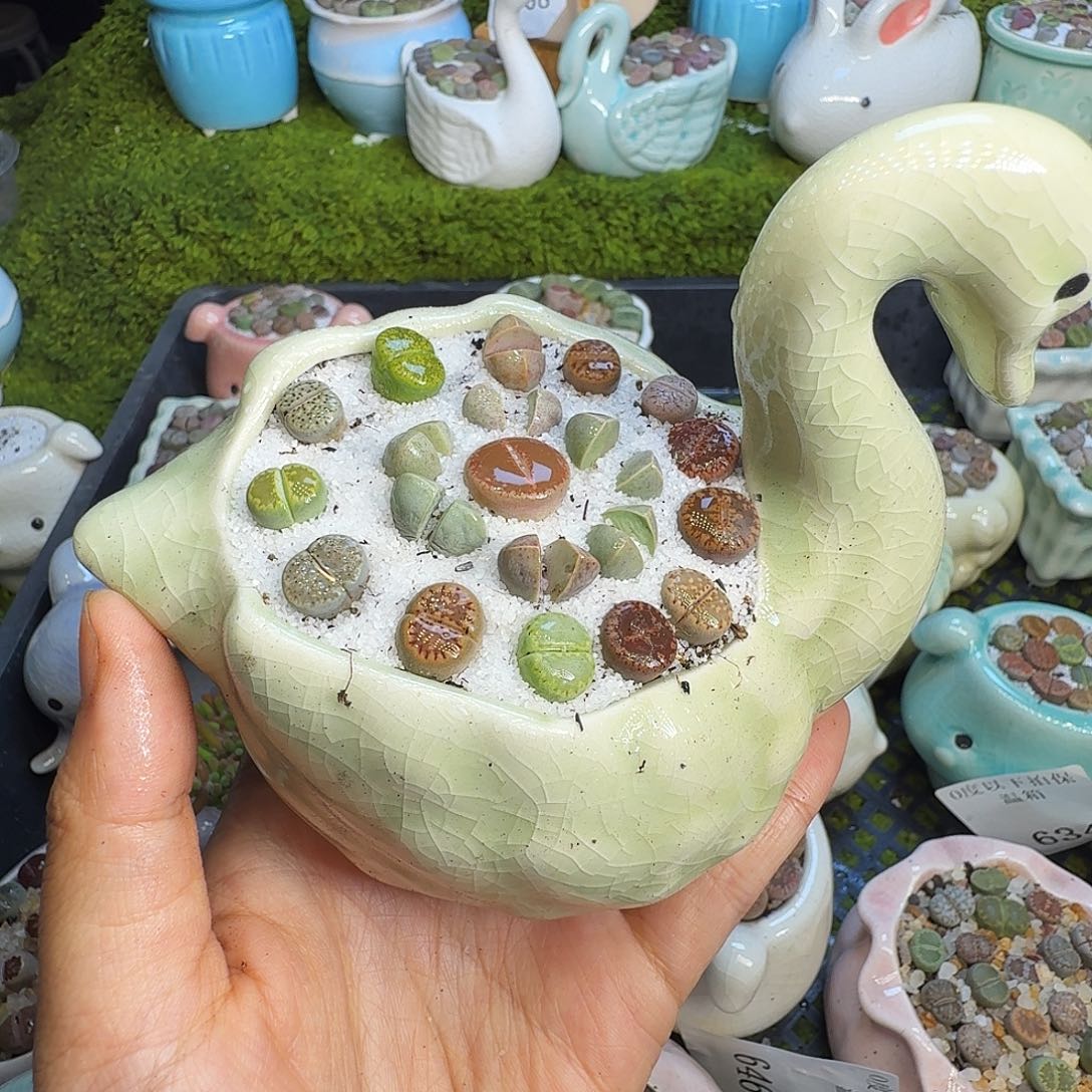 多肉植物福利冲701