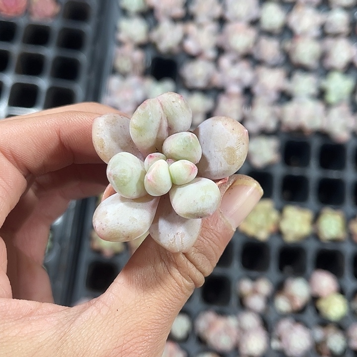 精品粉奶豆满9.9包邮