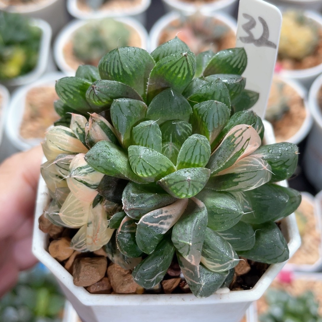 32红楼玉露锦群。          