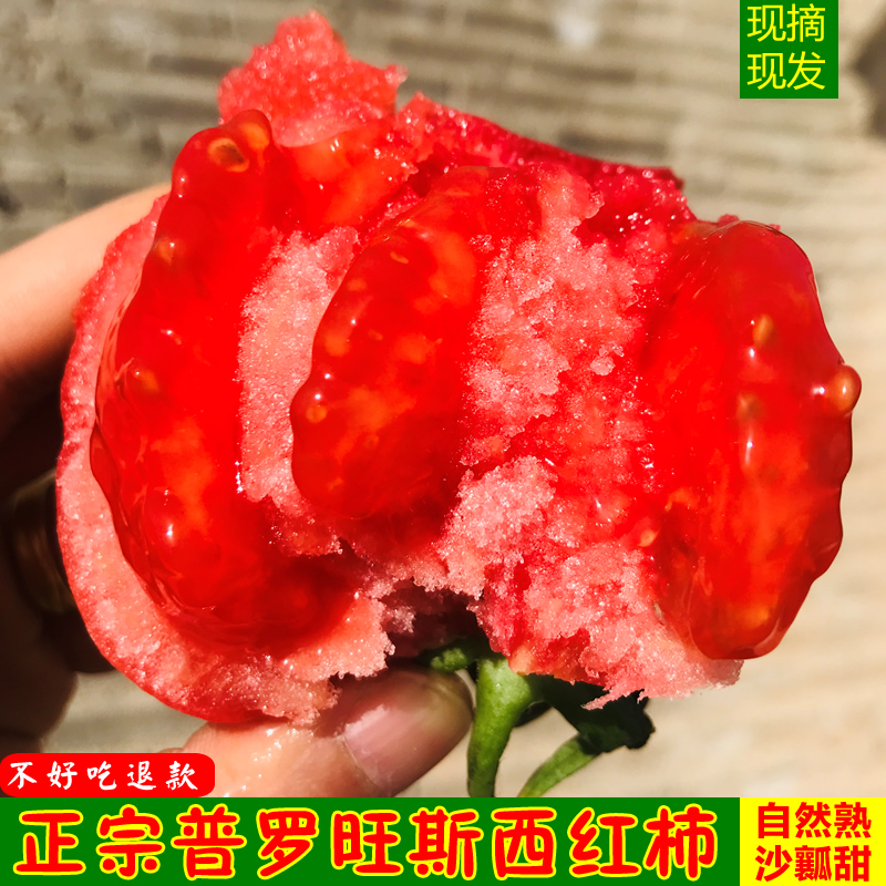 陕西普罗旺斯水果西红柿