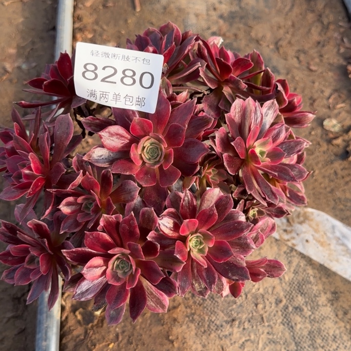 8280白婚纱多肉植物